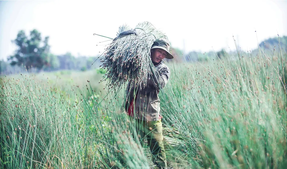 Ve dep cua co bang-9.jpg