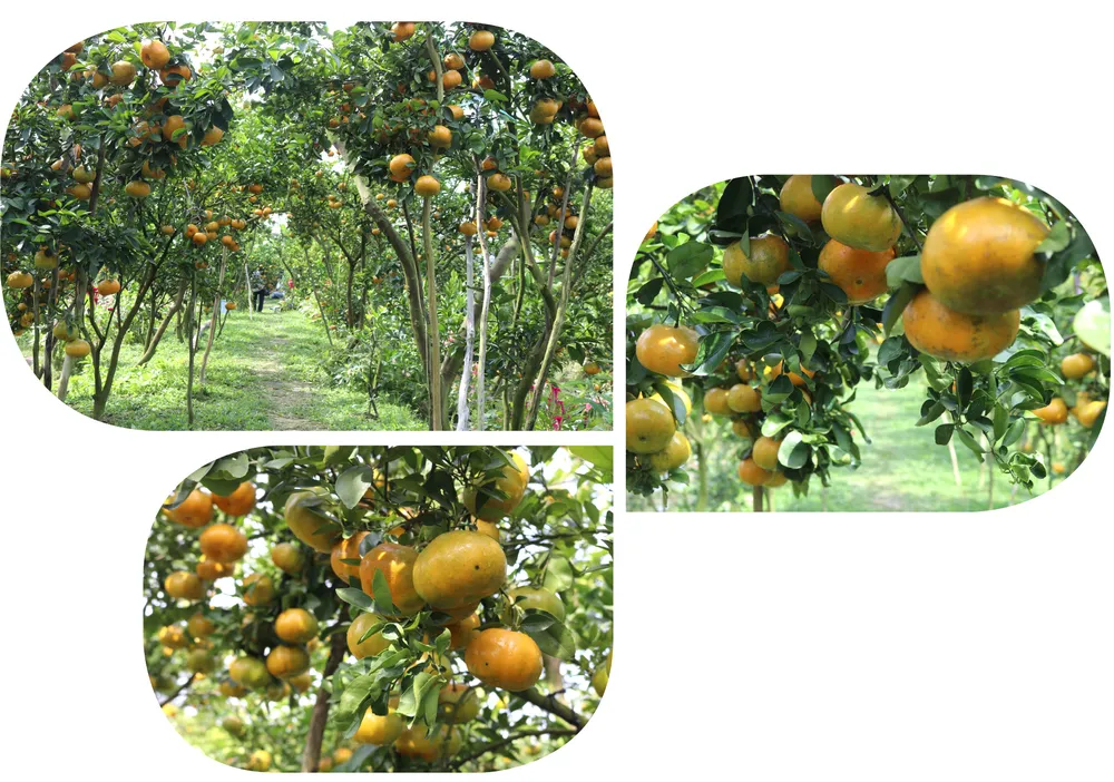 dac san mien tay-2.jpg