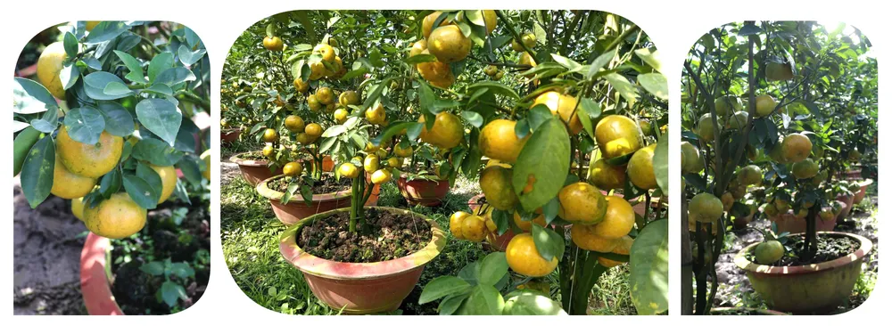 dac san mien tay-3.jpg