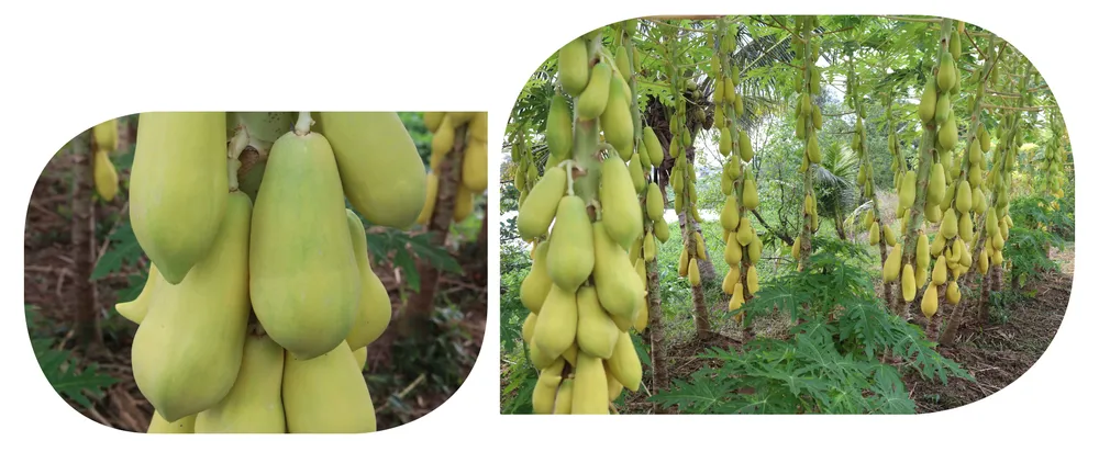 dac san mien tay-4.jpg