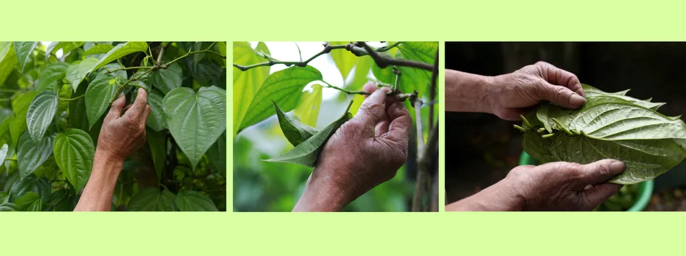 Lang trau tien vua-3.jpg