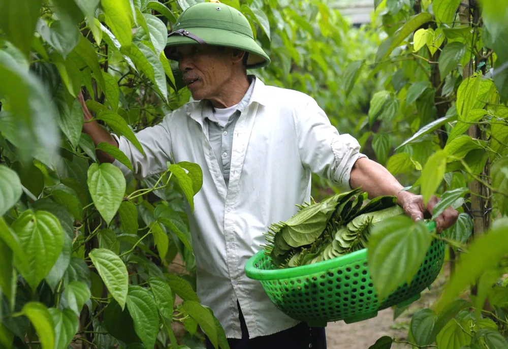 Lang trau tien vua-6.jpg