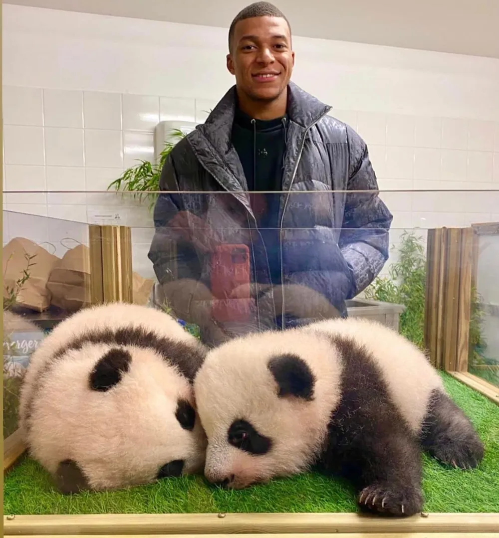 Mbappe bên cạnh hai bé gấu trúc con đáng yêu