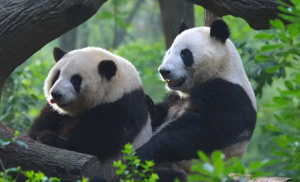 Chị em Hoa Hoa - Hòa Diệp