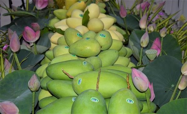 Dong Thap exports first batch of mangoes to Europe in 2022 ảnh 1