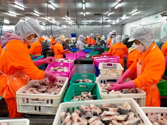 Pangasius exports exceed US$1.62 billion in 2021 ảnh 1
