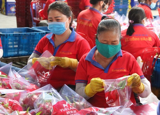 Farmers desperate as dragon fruit price sinks to VND500-VND1,500 per kg ảnh 3