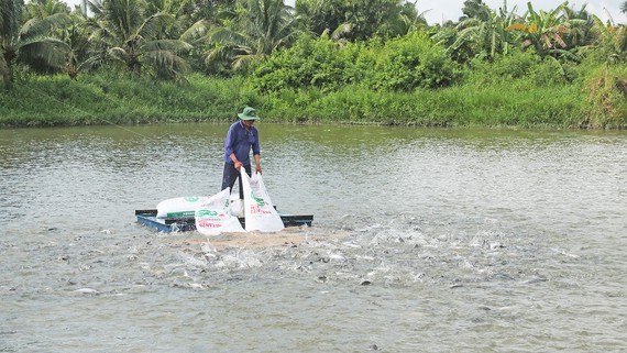 Production of pangasius fingerlings should be cautious ảnh 1