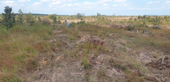Large-scale deforestation uncovered in Dak Lak Province ảnh 1
