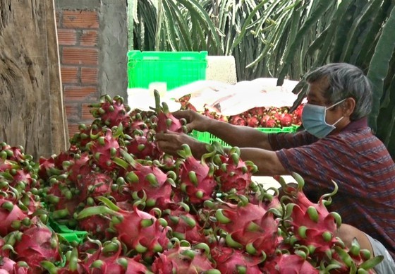 Dragon fruit prices climb, but not many fruits left to sell ảnh 3