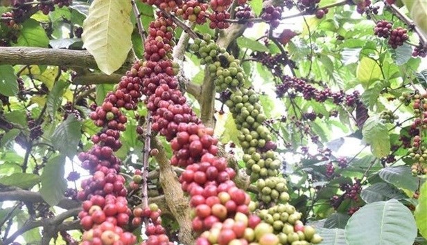 Vietnam to replant, transplant 107,000ha of coffee by 2025 ảnh 1