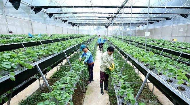 NIC AU to hold Int’l Conference on High Quality Agriculture ảnh 1