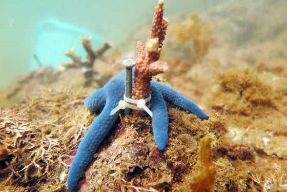 Coral reefs in Nha Trang Bay to be regrown, restored ảnh 2
