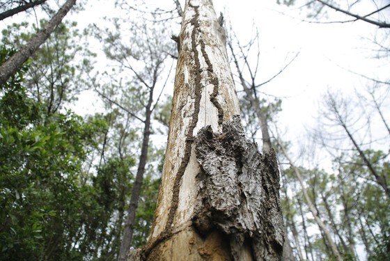 Nearly 200 35-year-old pine trees in Quang Nam Province poisoned, chopped down ảnh 1
