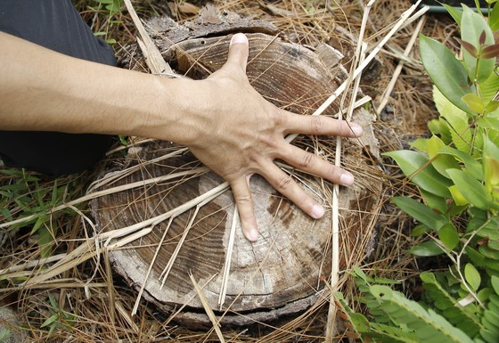 Nearly 200 35-year-old pine trees in Quang Nam Province poisoned, chopped down ảnh 4
