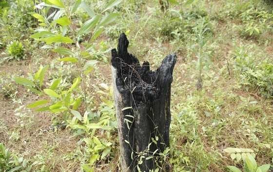 Nearly 200 35-year-old pine trees in Quang Nam Province poisoned, chopped down ảnh 3