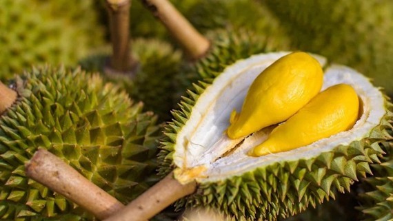 Export of Vietnamese durian to China to become official soon ảnh 1