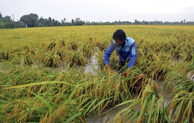 Southern provinces told to brace for severe weather this year ảnh 1