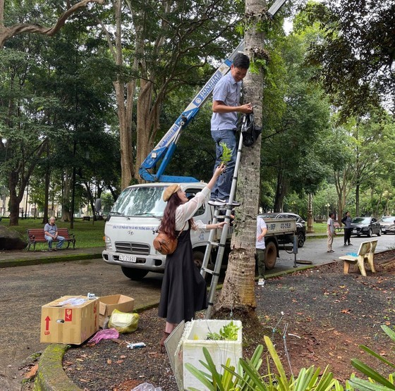 Thousands of wild orchid plants brought back to nature ảnh 3