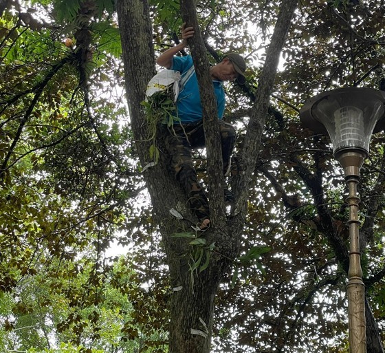 Thousands of wild orchid plants brought back to nature ảnh 1