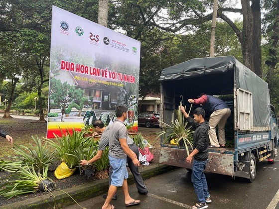 Thousands of wild orchid plants brought back to nature ảnh 2