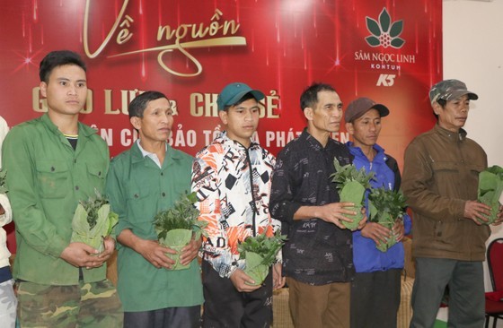 Ten thousand Ngoc Linh ginseng plants provided to poor households for free ảnh 2