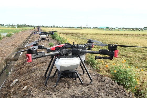 Reducing amount of seeds for direct seeding – key to success of rice ảnh 2