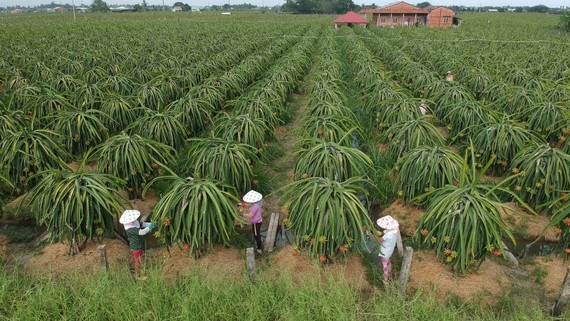 Planting area codes vital to Vietnam’s agricultural exports ảnh 2