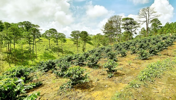 Forest land in Central Highlands provinces traded publicly ảnh 2