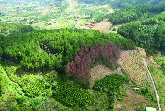 Forest land in Central Highlands provinces traded publicly ảnh 3