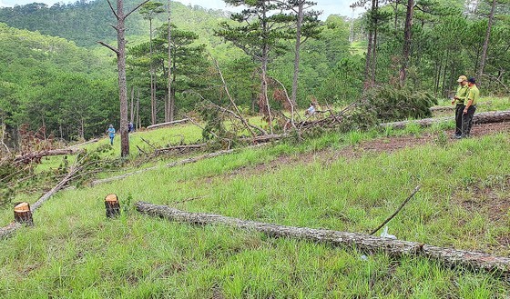 Many forest rangers in Binh Thuan quit their jobs ảnh 1