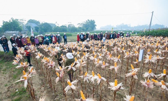 Agriculture depends greatly on imported raw materials ảnh 1