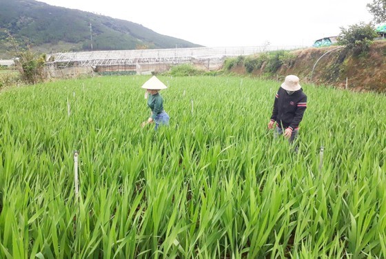 Gladiolus flowers bloom late because of unusual rain and cold weather. (Photo: SGGP)