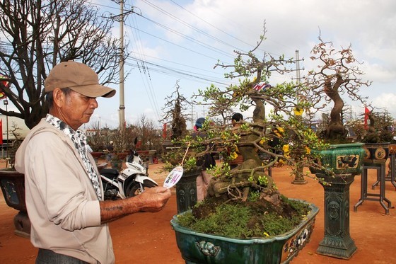 In Nhon An Commune in An Nhon Town alone, about 1,600 households are growing yellow apricot flowers. (Photo: SGGP)
