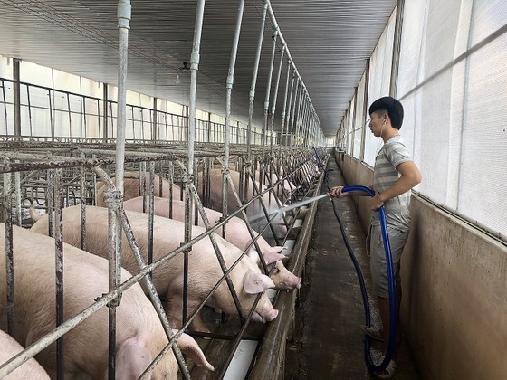 Pig farming in Vinh Cuu District in Dong Nai Province. (Photo: SGGP)