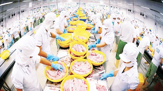 A tra fish processing factory. Vietnam is currently the biggest exporter of frozen tra fish fillet to the UAE. (Photo: SGGP)