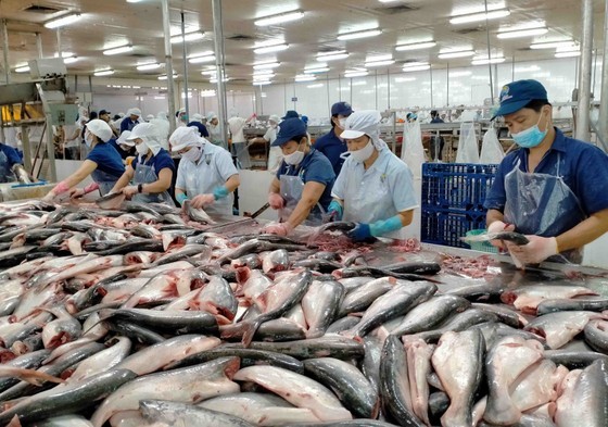 Pangasius exports fell by 64.1 percent in February. (Photo: SGGP)