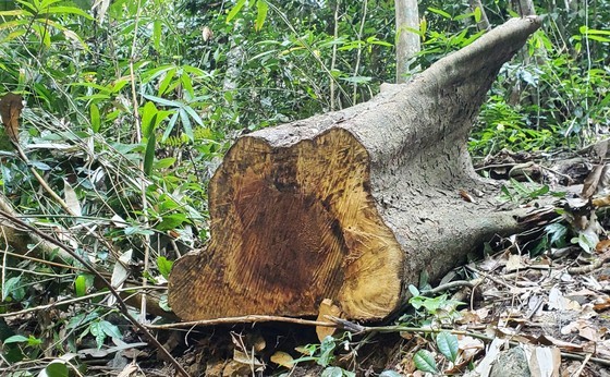 The ancient tree that was destroyed still bears very fresh marks. (Photo: SGGP)