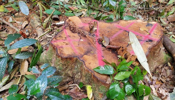 Despite having painted over the evidence, the forest owner still has not reported the incident to the provincial authorities for handling. (Photo: SGGP)