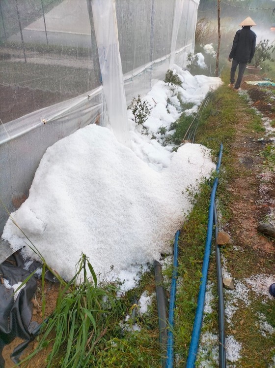 Farmers in Lac Duong District suffer crop damage due to the hail. (Photo: SGGP)