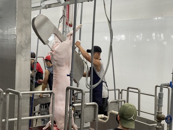 Industrial pig slaughtering process. (Photo: SGGP)
