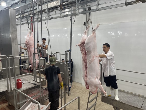 Industrial pig slaughtering process. (Photo: SGGP)
