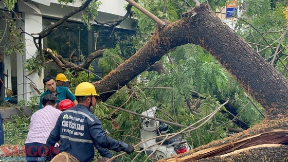 An old tree inside the schoolyard of Tran Van On Middle School in District 1, HCMC, suddenly uprooted and fell, trapping many parents and students. (Photo: SGGP)