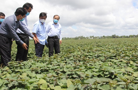 Vinh Long province’s Binh Tan district has more than 10,000 ha of sweet potatoes. (Photo: SGGP)
