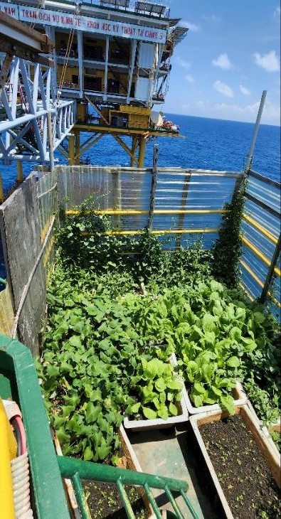 Soldiers make use of every square meter to plant vegetables on the DK-1 rig.