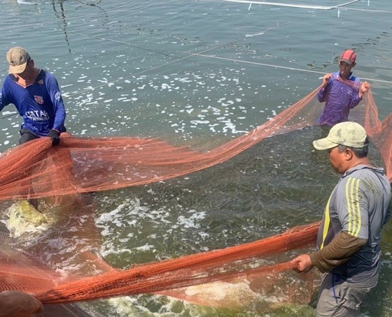 Farmers harvest white-leg shrimp in the Mekong Delta.