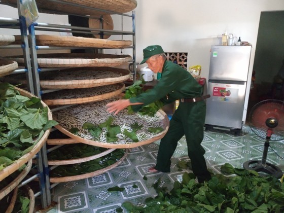 Only the elderly still engage in mulberry silkworm farming.