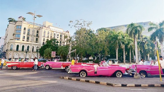 Pink vintage Chevrolet cars for tourist sightseeing