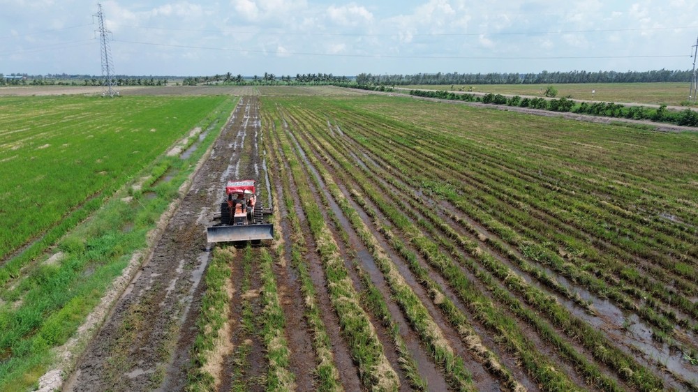 Cánh đồng lúa hơn 500ha của ông Nguyễn Thanh Tuấn ở Kiên Giang được cơ giới hóa.jpg