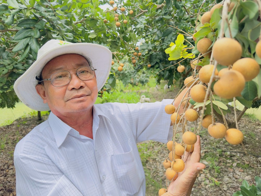 Nông dân trồng Văn Lớn ở Đồng Tháp trồng nhãn, làm lúa cho thu nhập tiền tỷ mỗi năm.jpg